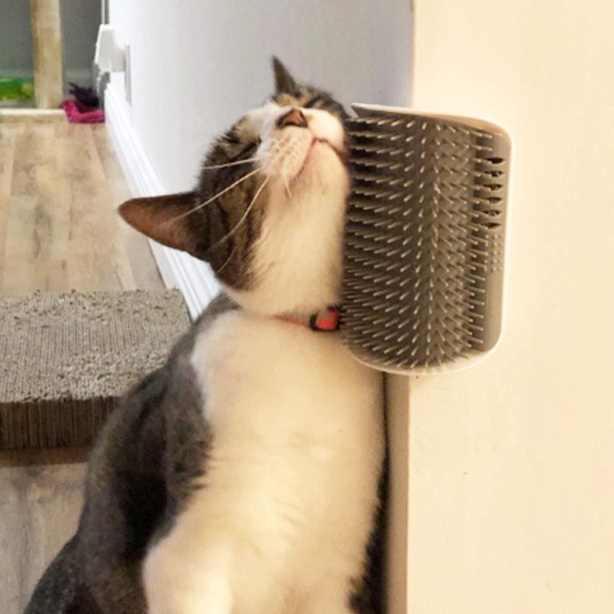 Stop Hair Falling Into Your Face While Washing Your Cat