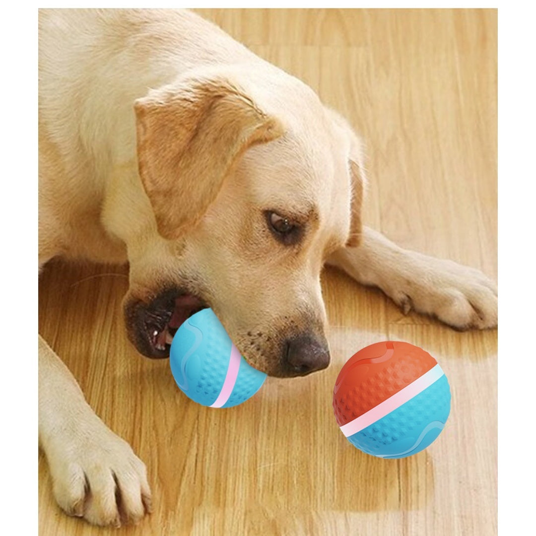 Petananda Smart Electric Luminous Ball Dog & Cat Toy — in use