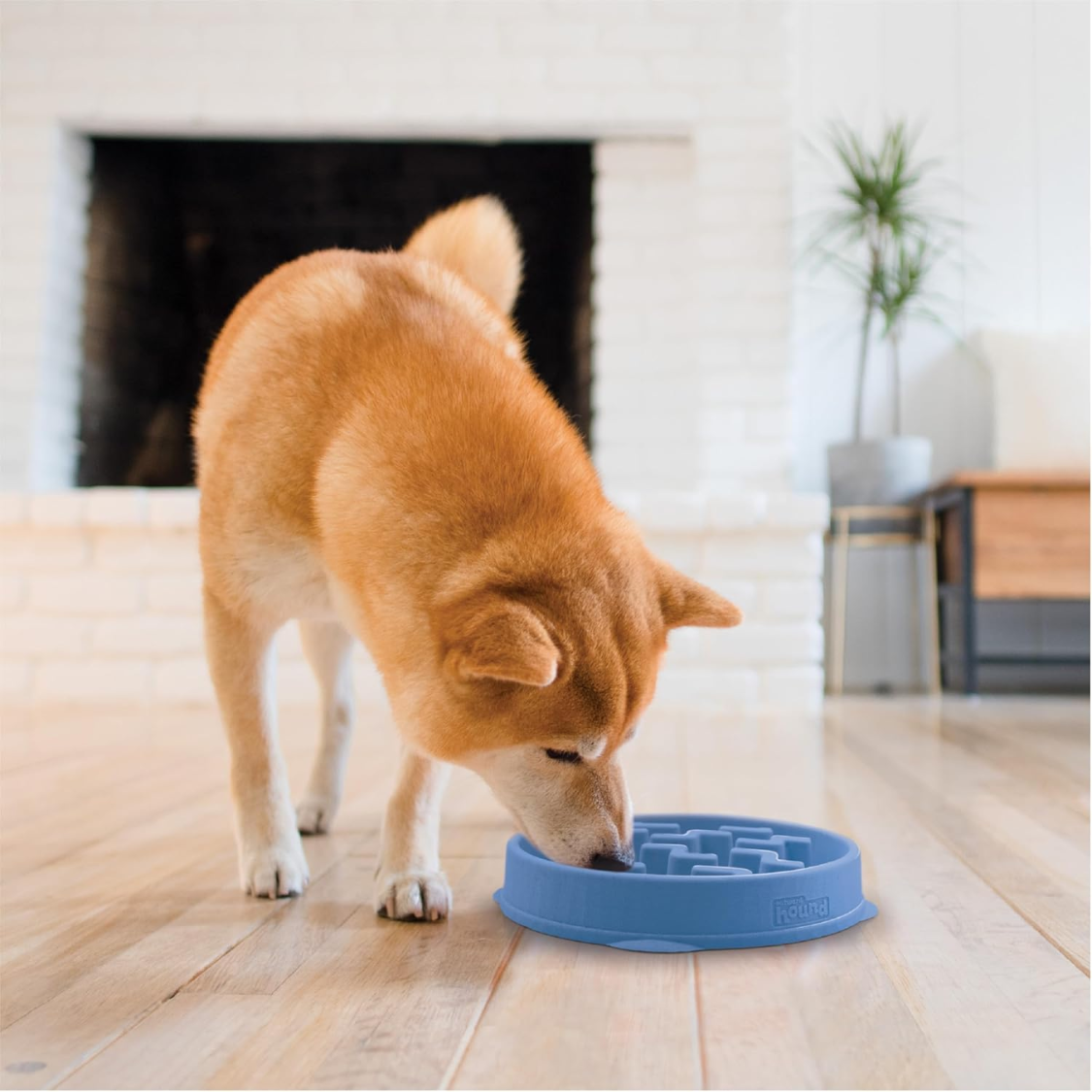 Petananda Feeder Slo Bowl  Medium 2Cup Capacity, Slow Feeding, Small To Medium Dogs  Cats, Non Slip, Blue, Notch Pattern — in use