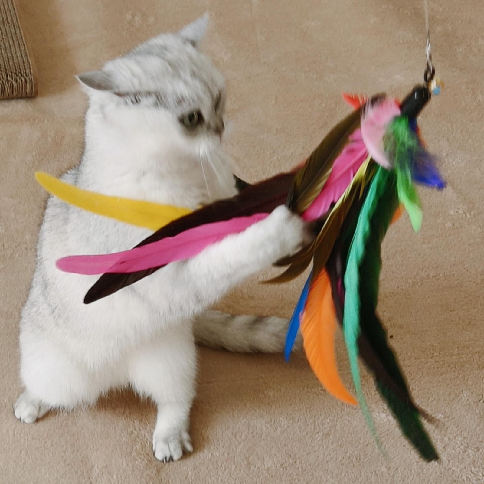 Petananda 2PCS Retractable Cat Teaser Wands & 9PCS Feather Refills Toy Set  Dual-size Telescopic Rods, Da Bird Feather Attachments With Bells Replacement,interactive Fishing Pole Toys — in use