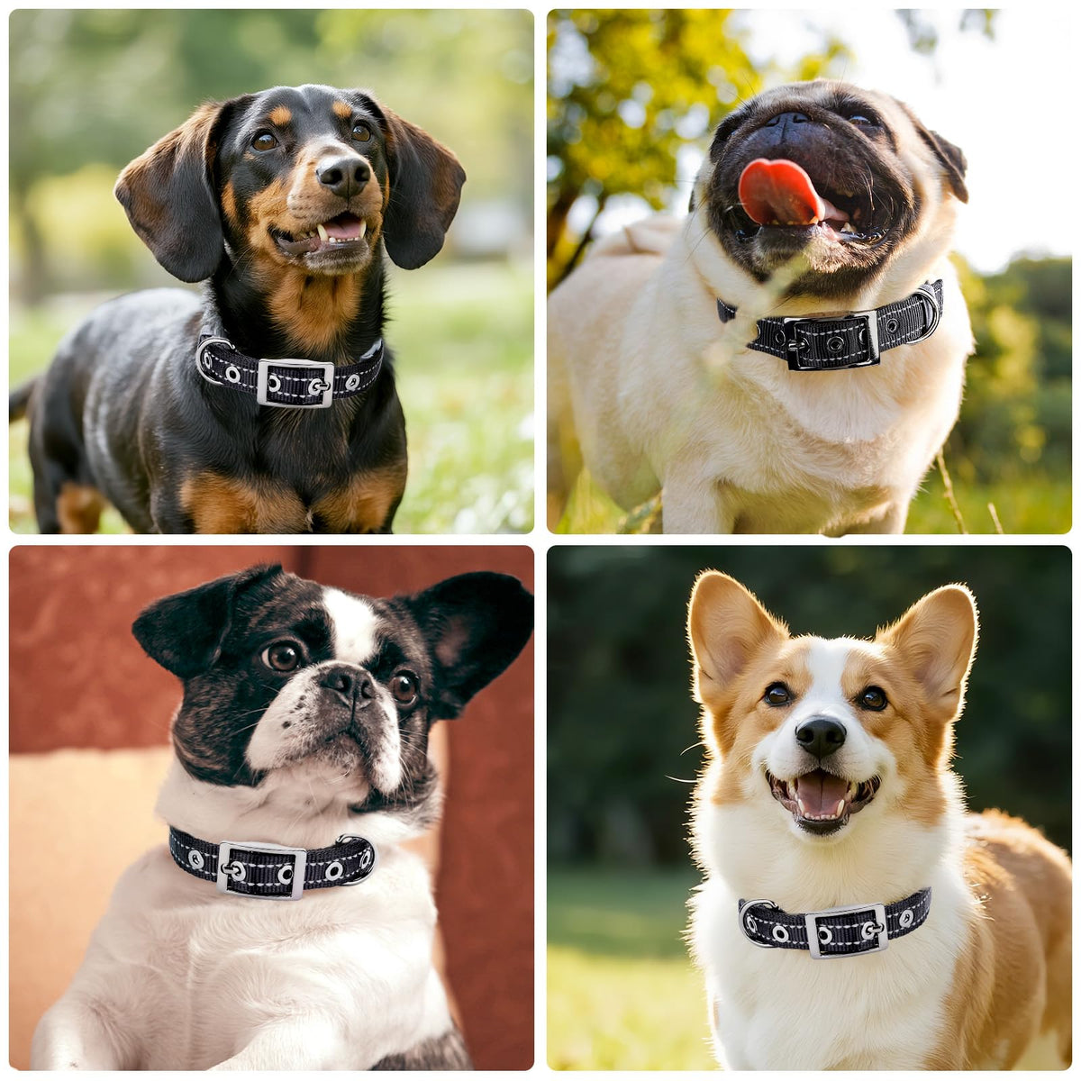 Petananda Reflective Dog Collar For Medium Dogs, Adjustable Wide Soft Comfortable Breathable Neoprene Padded Nylon Collar With Heavy Duty Metal Buckle For Medium Small Breeds — in use